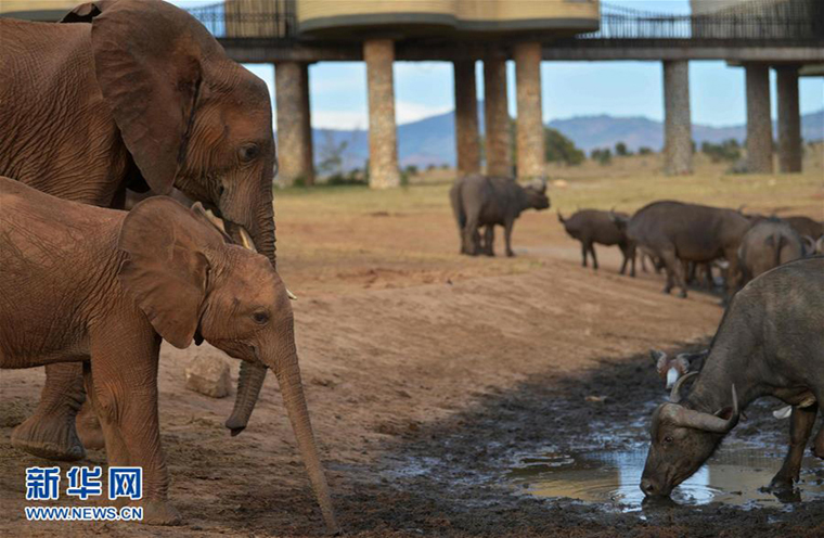 肯尼亚对野生动物开展监控工作
